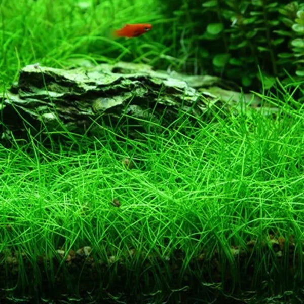 Live Plant Eleocharis Belem Dwarf Tissue Culture