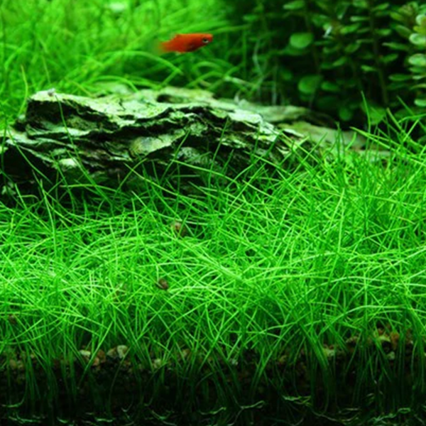 Live plant Eleocharis Acicularis ‘Dwarf Hair Grass’