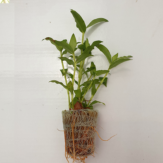 Live plant Floscopa scandens ‘Mini Bamboo’