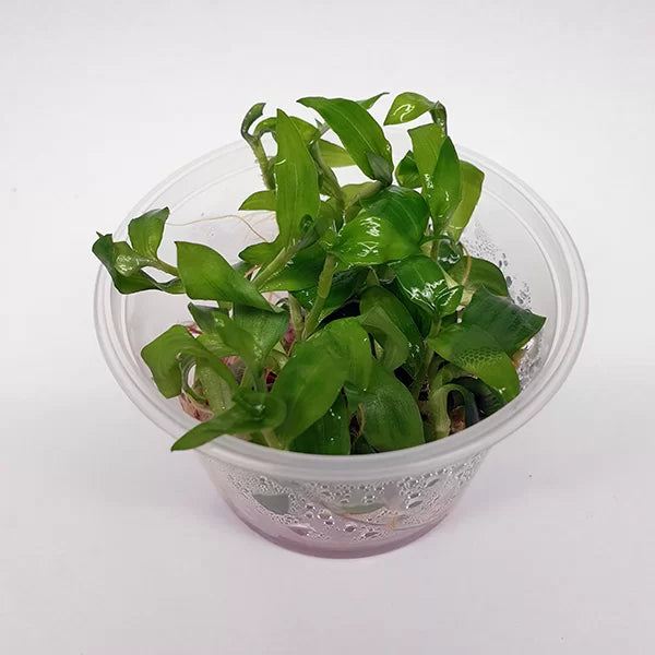 Live plant Floscopa scandens ‘Mini Bamboo’ Tissue Culture – Guppy's ...