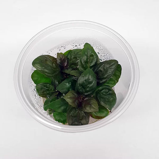 Live Plant Hemigraphis Exotica ‘Purple Waffle’ Tissue Culture