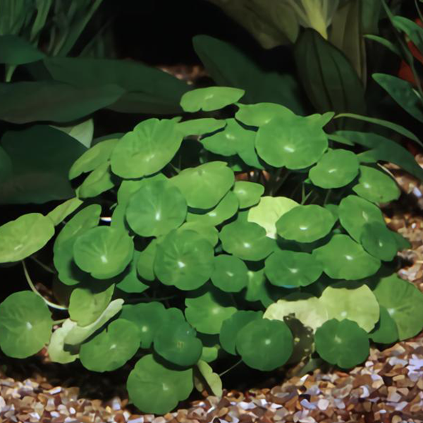 Live plant Hydrocotyle leucocephala ‘Brazilian Pennywort’ Tissue Culture