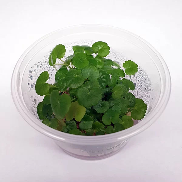 Live plant Hydrocotyle leucocephala ‘Brazilian Pennywort’ Tissue Culture