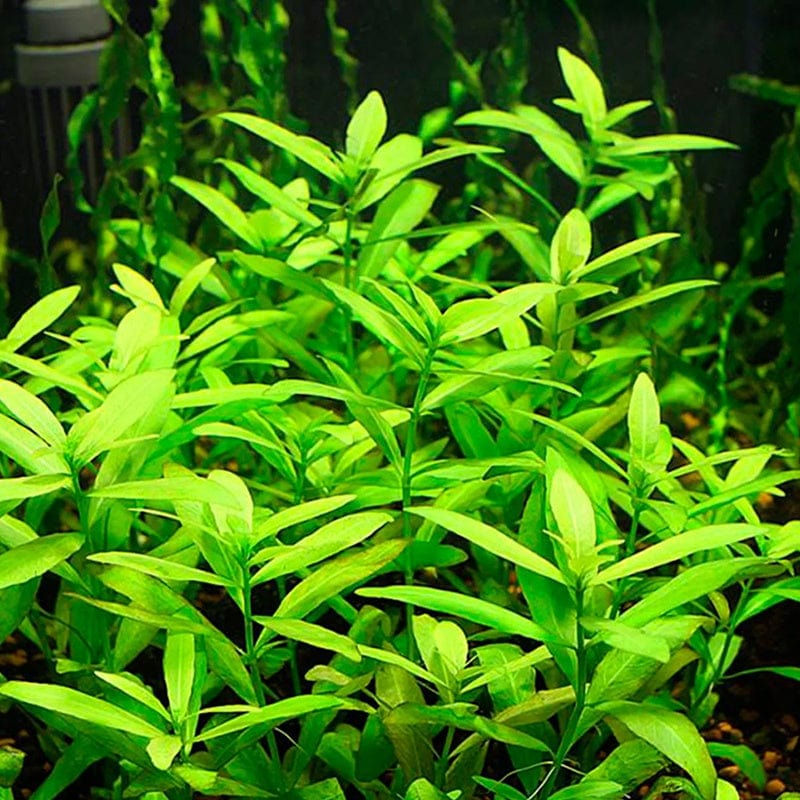 Live Plant Hygrophila Polysperma Bunch