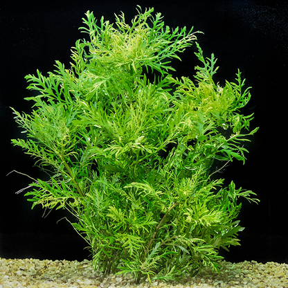 Live plant Hygrophila difformis ‘Water Wisteria’ Tissue Culture