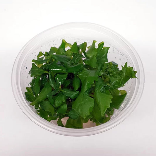 Live plant Hygrophila difformis ‘Water Wisteria’ Tissue Culture