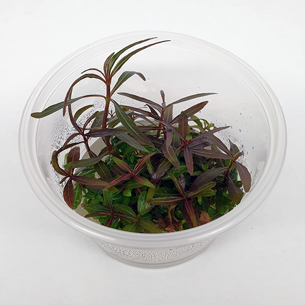 Live Plant Hygrophila lancea ‘Araguaia’ Tissue Culture