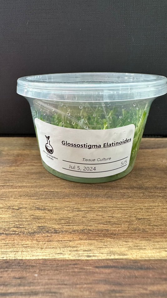 Live Plant Glossostigma Elatinoides Tissue Culture