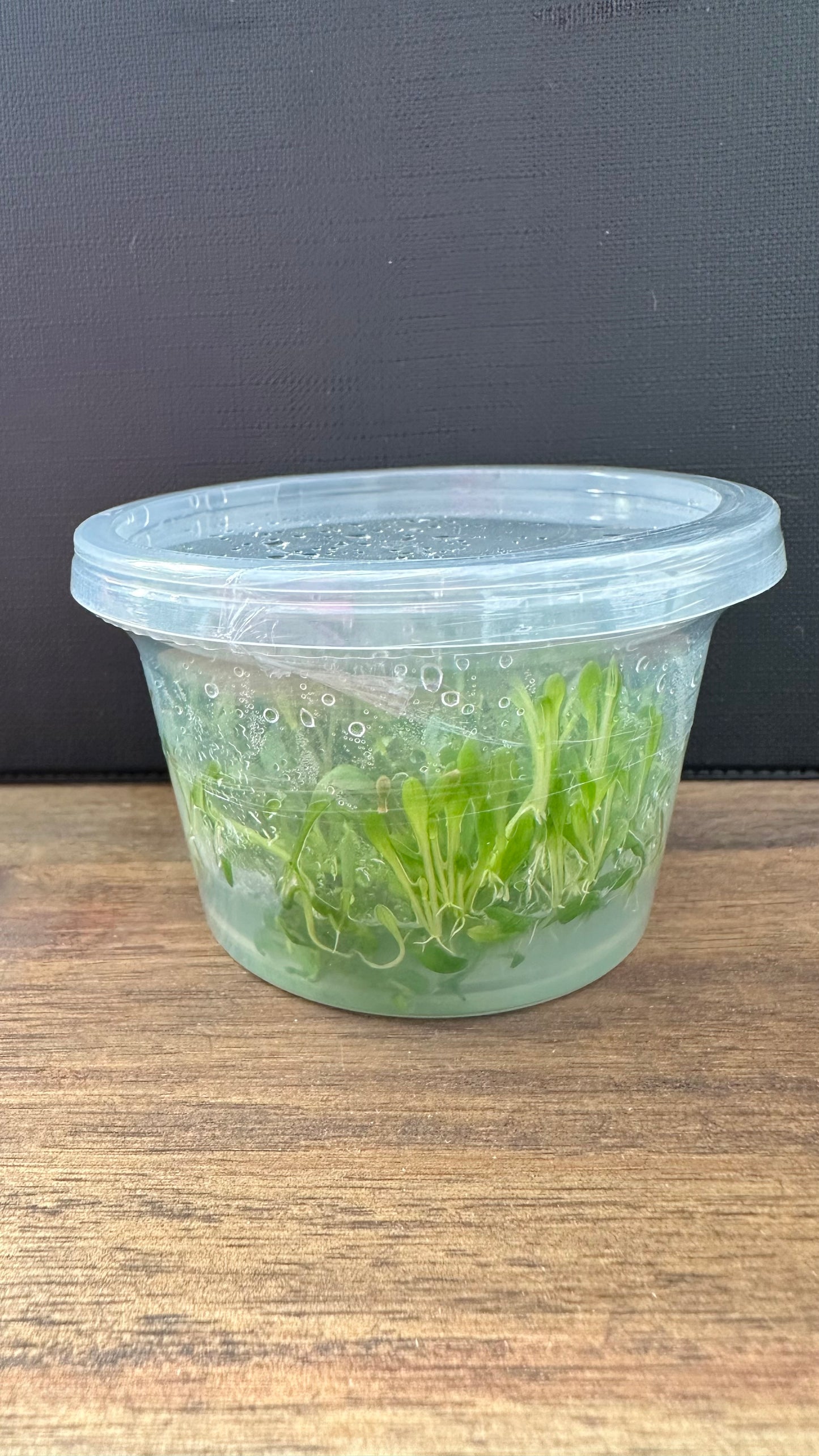 Live Plant Glossostigma Elatinoides Tissue Culture