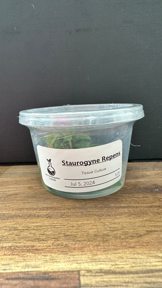 Live Plant Staurogyne Repens Tissue Culture