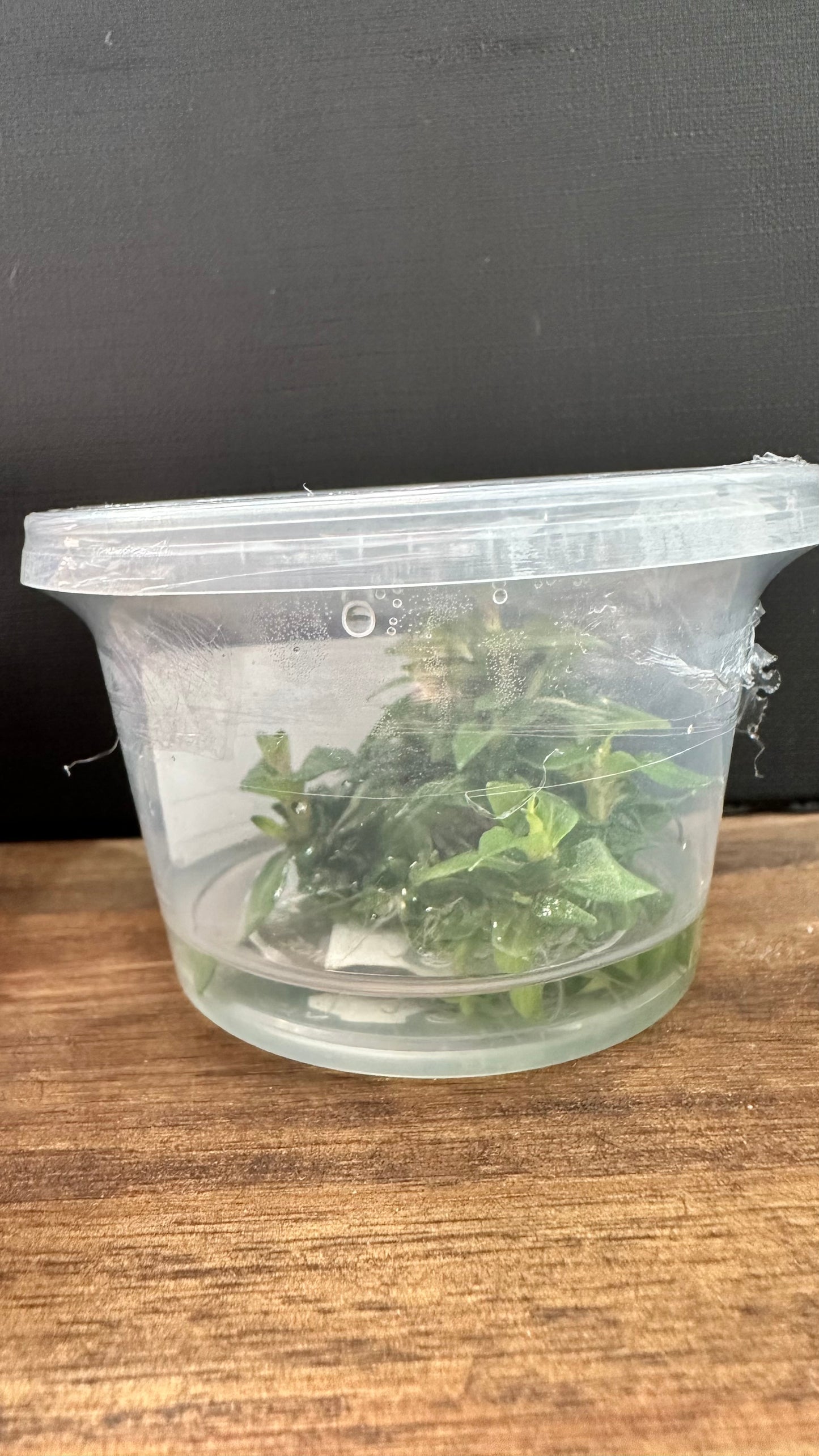 Live Plant Staurogyne Repens Tissue Culture