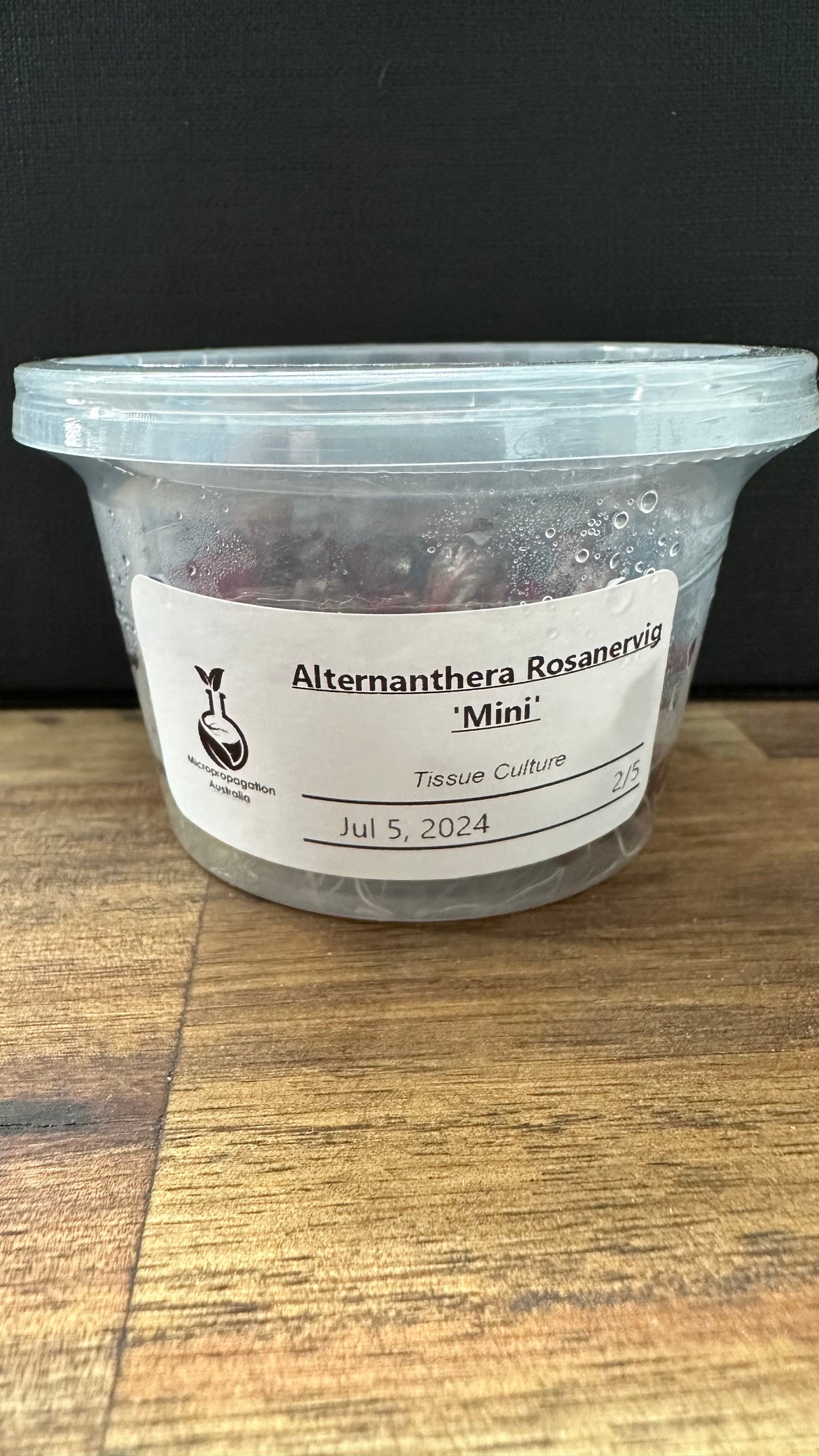 Live Plant Alternanthera Rosanervig 'Mini' Tissue Culture