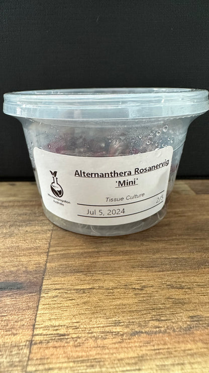 Live Plant Alternanthera Rosanervig 'Mini' Tissue Culture