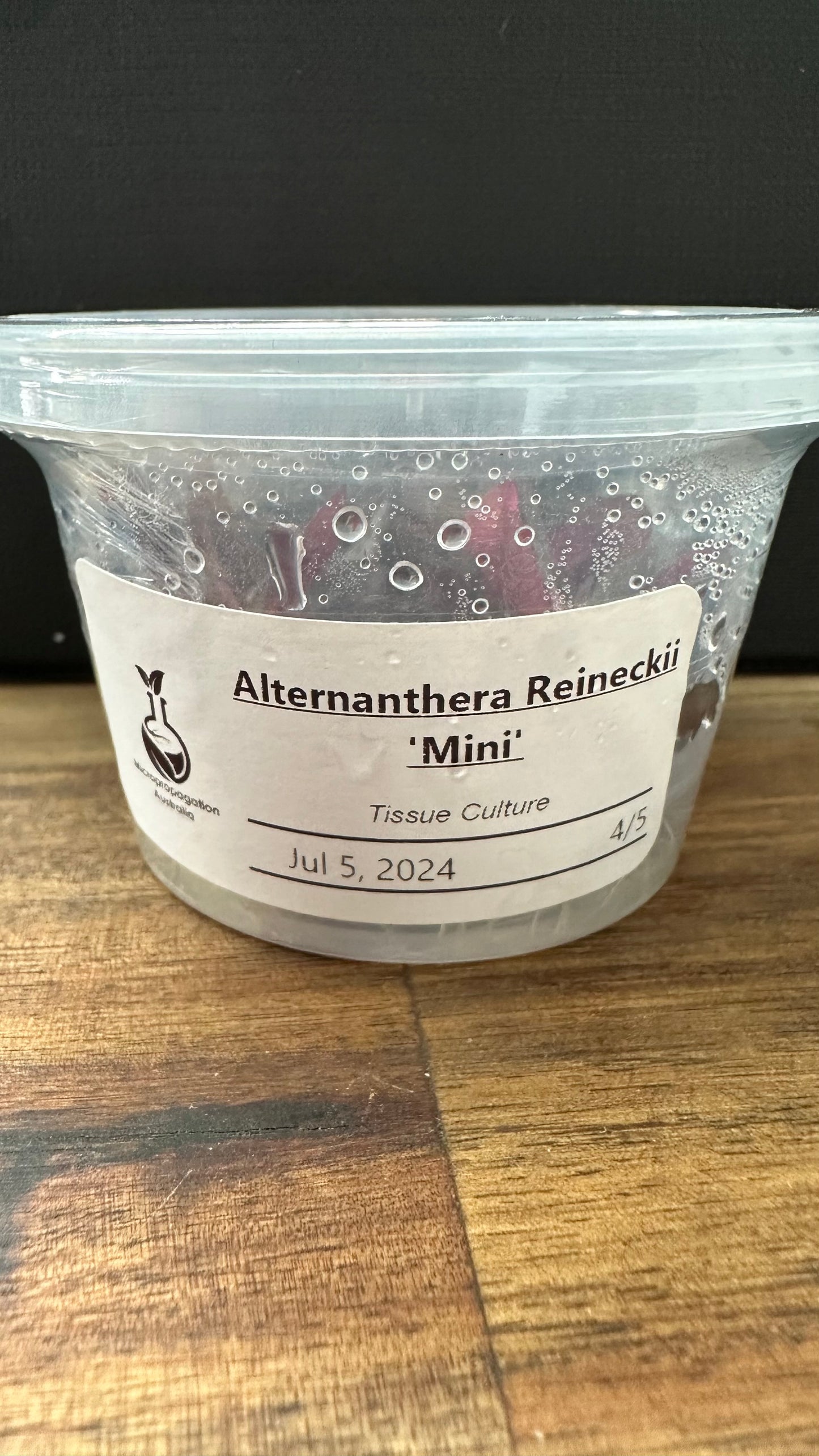 Live Plant Alternanthera Reineckii 'Mini' Tissue Culture