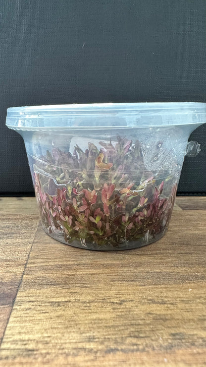 Live Plant Rotala 'Blood Red' Tissue Culture