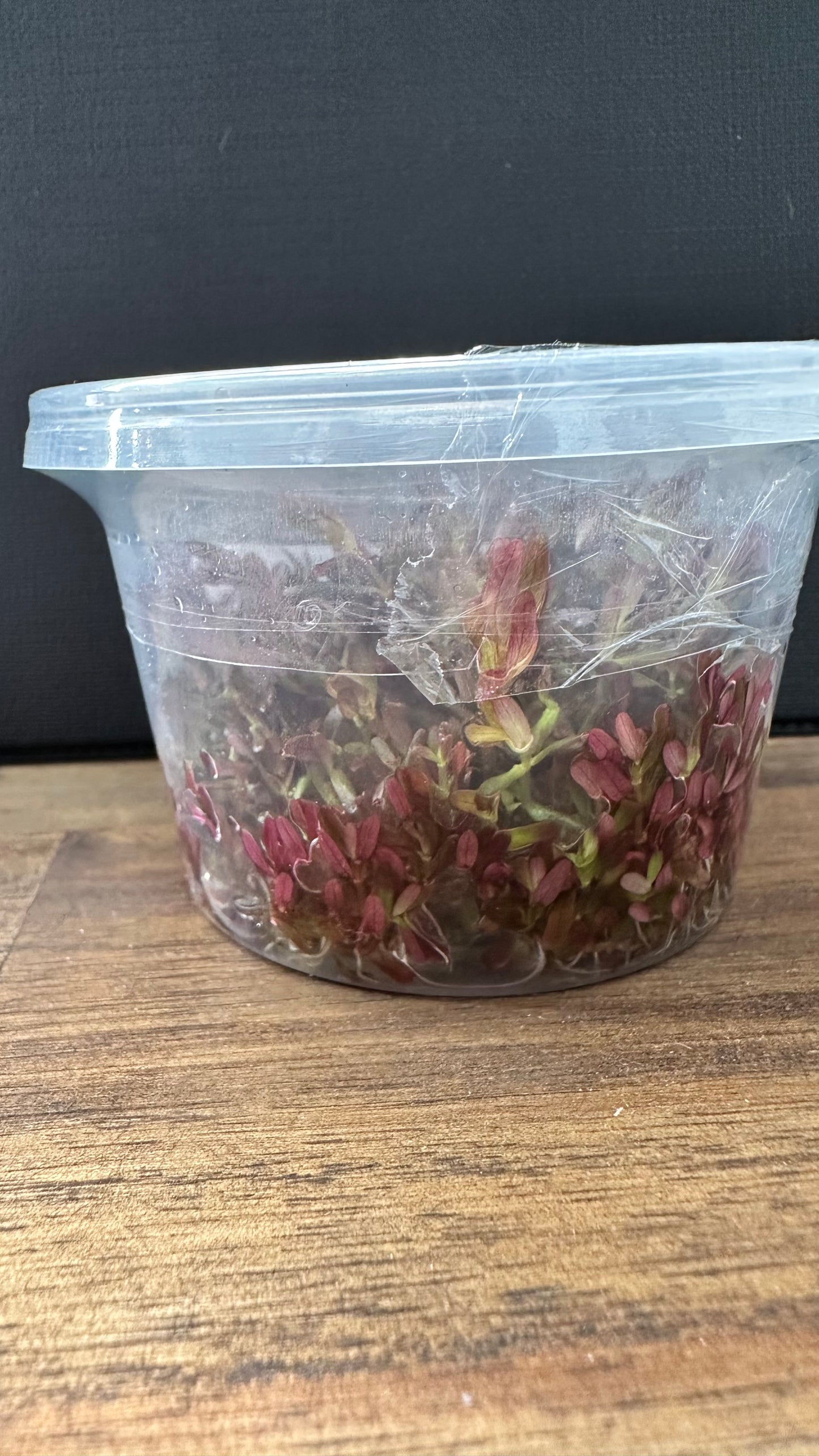 Live Plant Rotala Macrandra 'Green' Tissue Culture