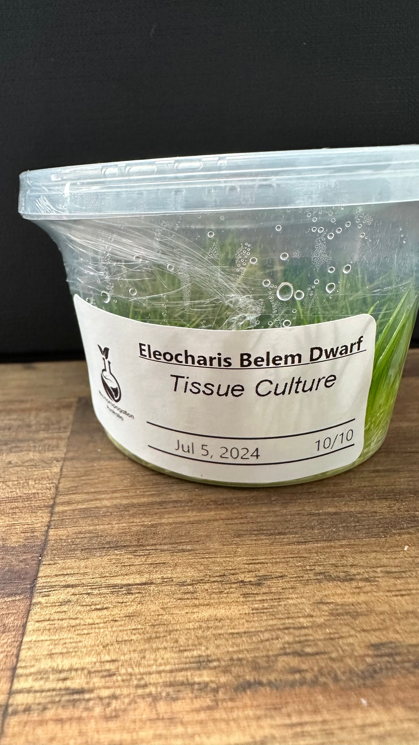 Live Plant Eleocharis Belem Dwarf Tissue Culture