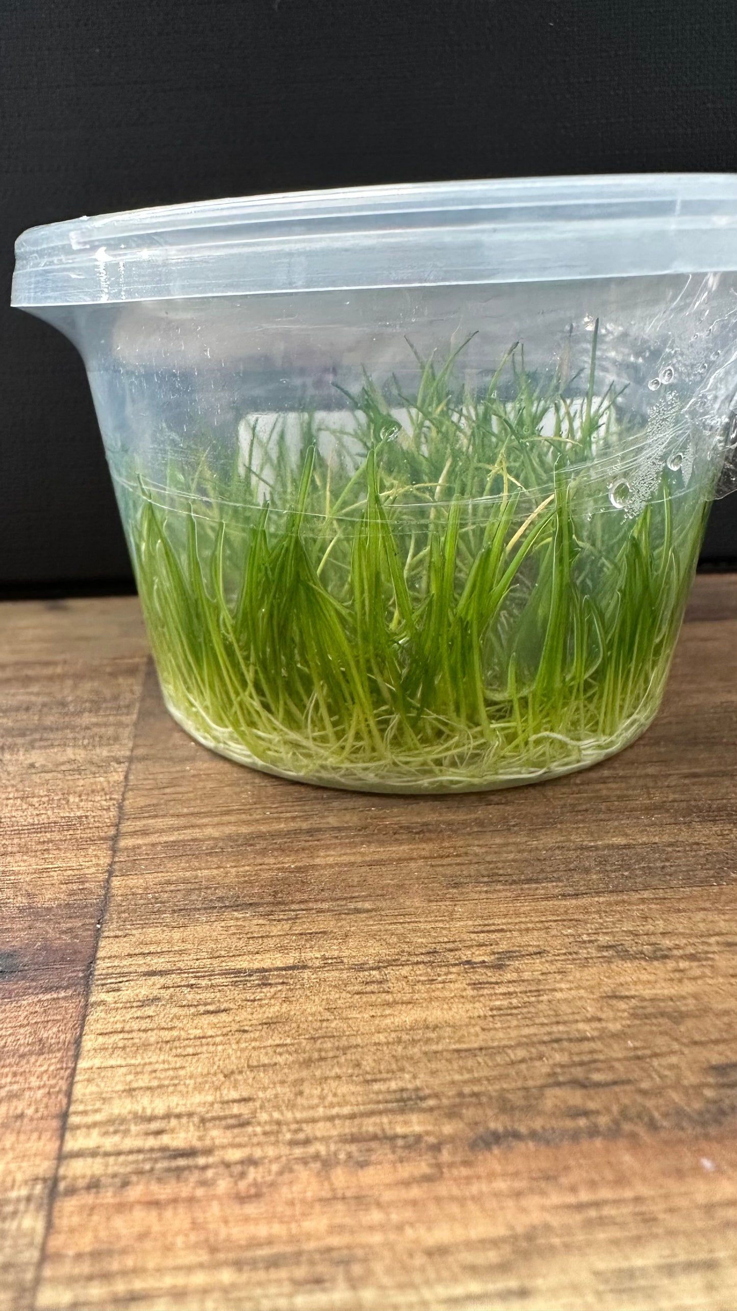 Live Plant Eleocharis Belem Dwarf Tissue Culture