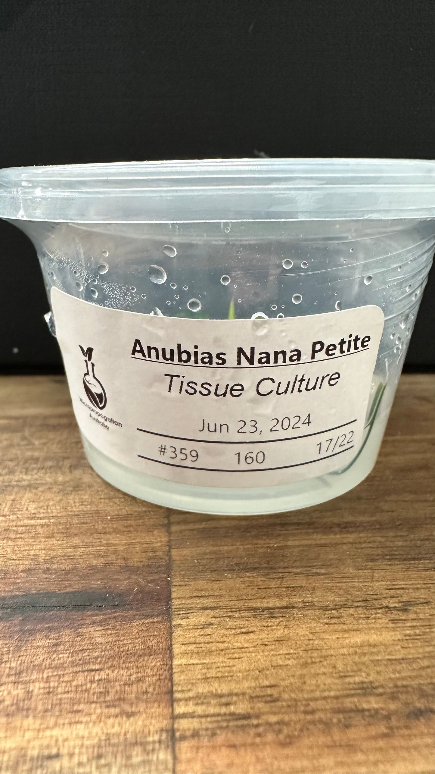 Live Plant Anubias Nana Petite Tissue Culture 'SINGLE'