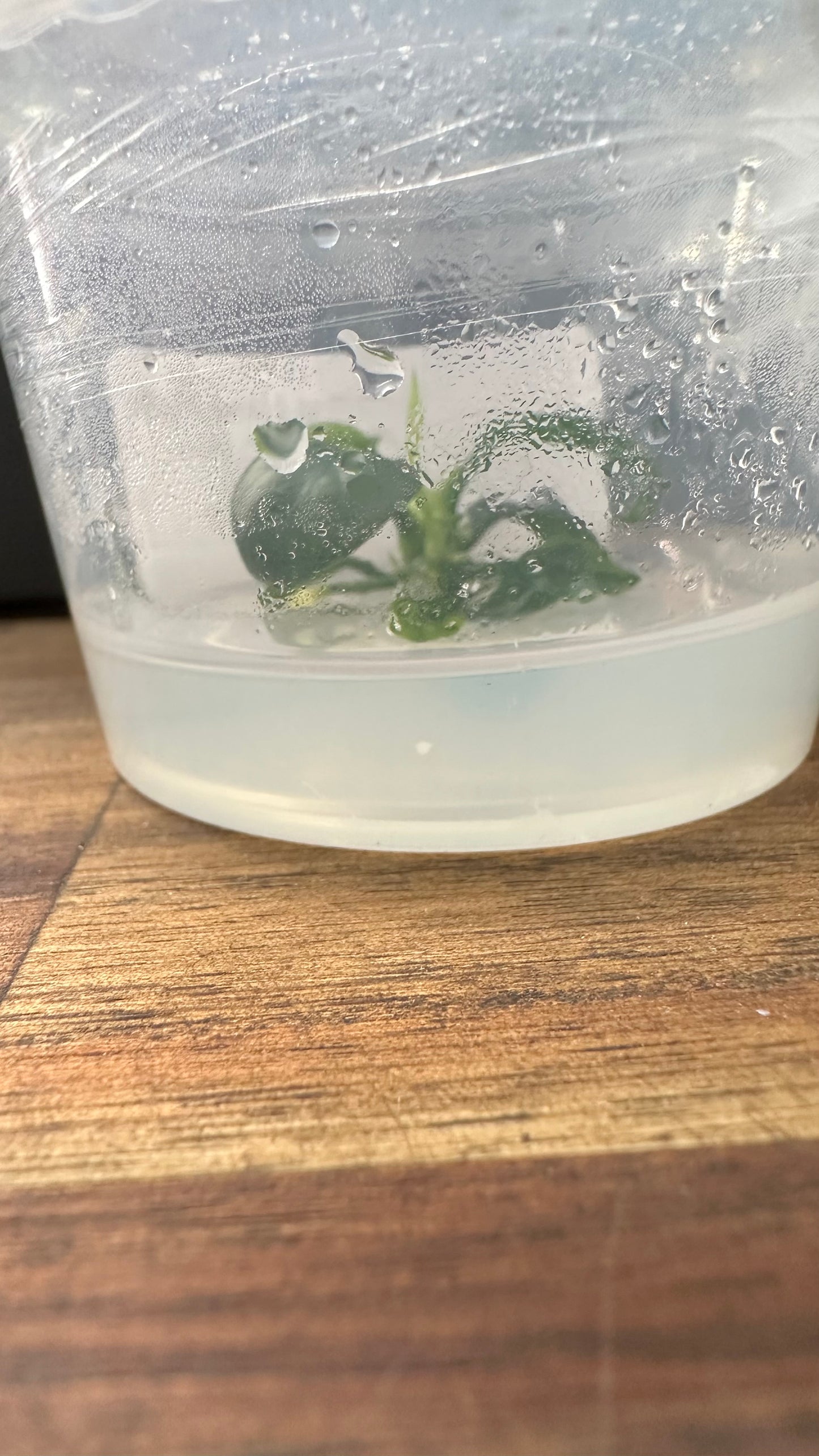 Live Plant Anubias Nana Petite Tissue Culture 'SINGLE'