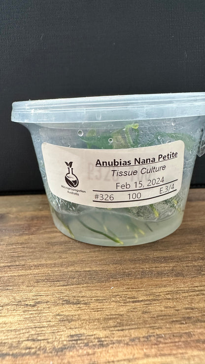 Live Plant Anubias Nana Petite Tissue Culture 'TRIPLE'