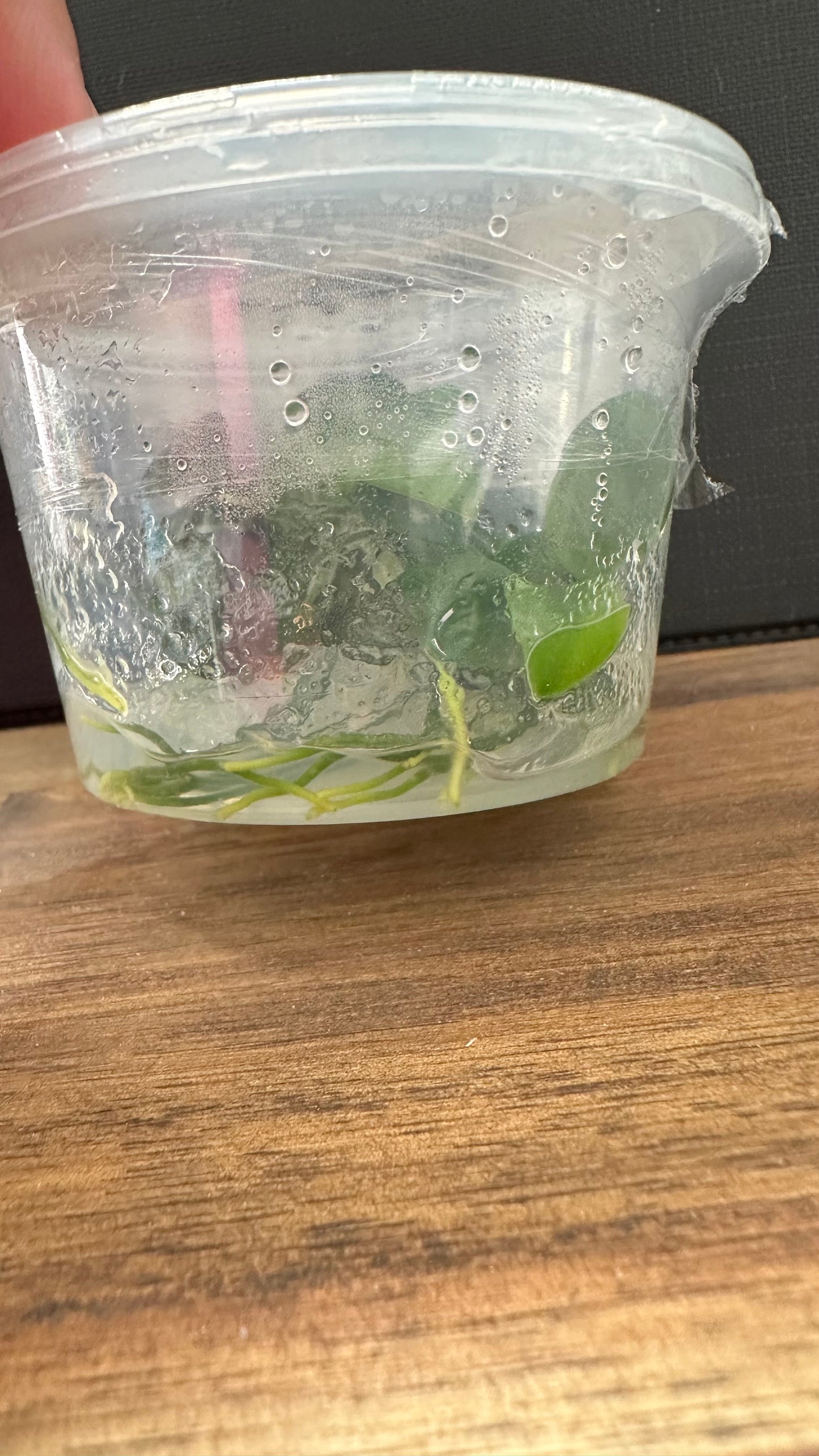 Live Plant Anubias Nana Petite Tissue Culture 'TRIPLE'