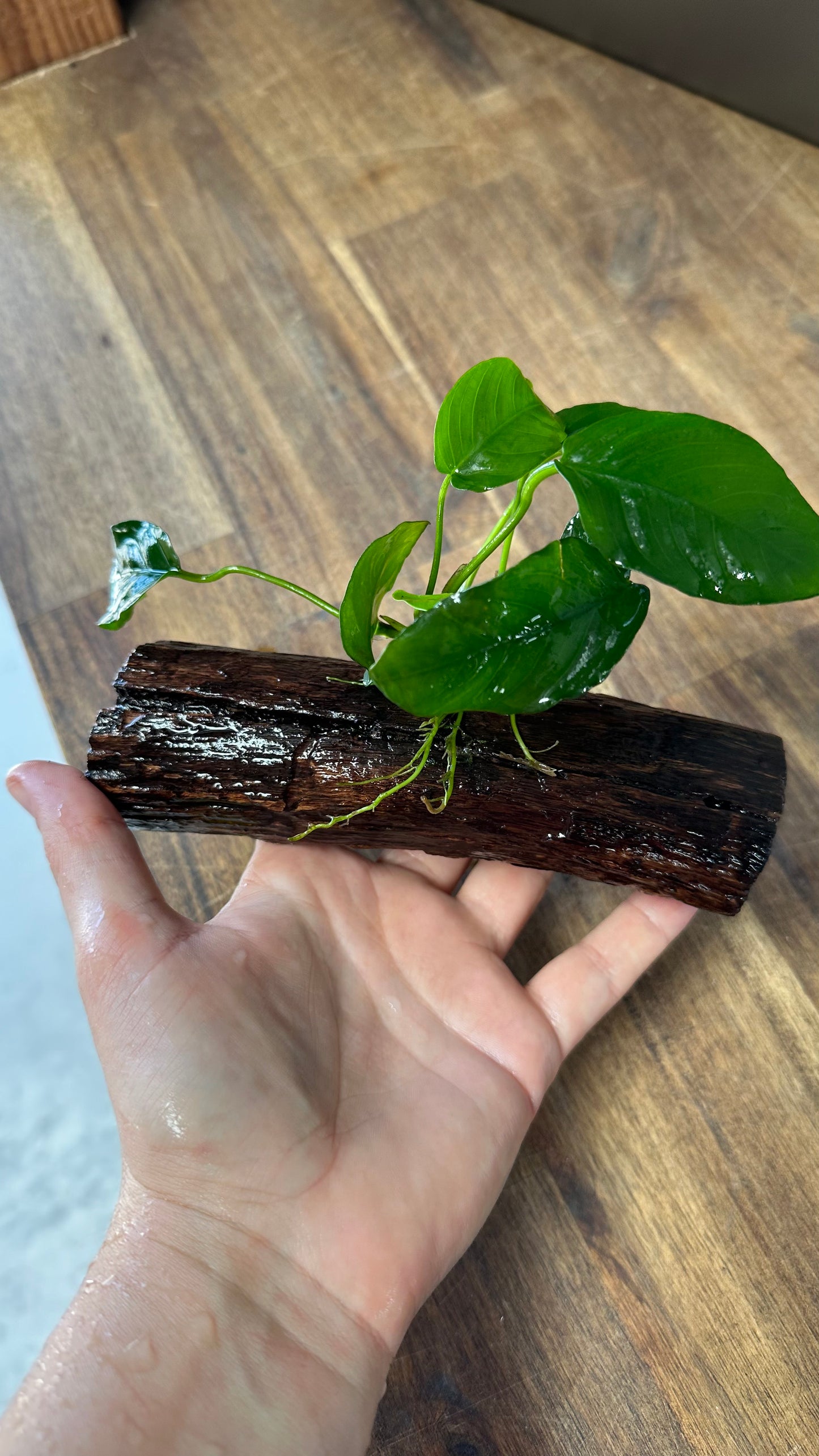 Live Plant Assorted Anubias Driftwood Creation SMALL