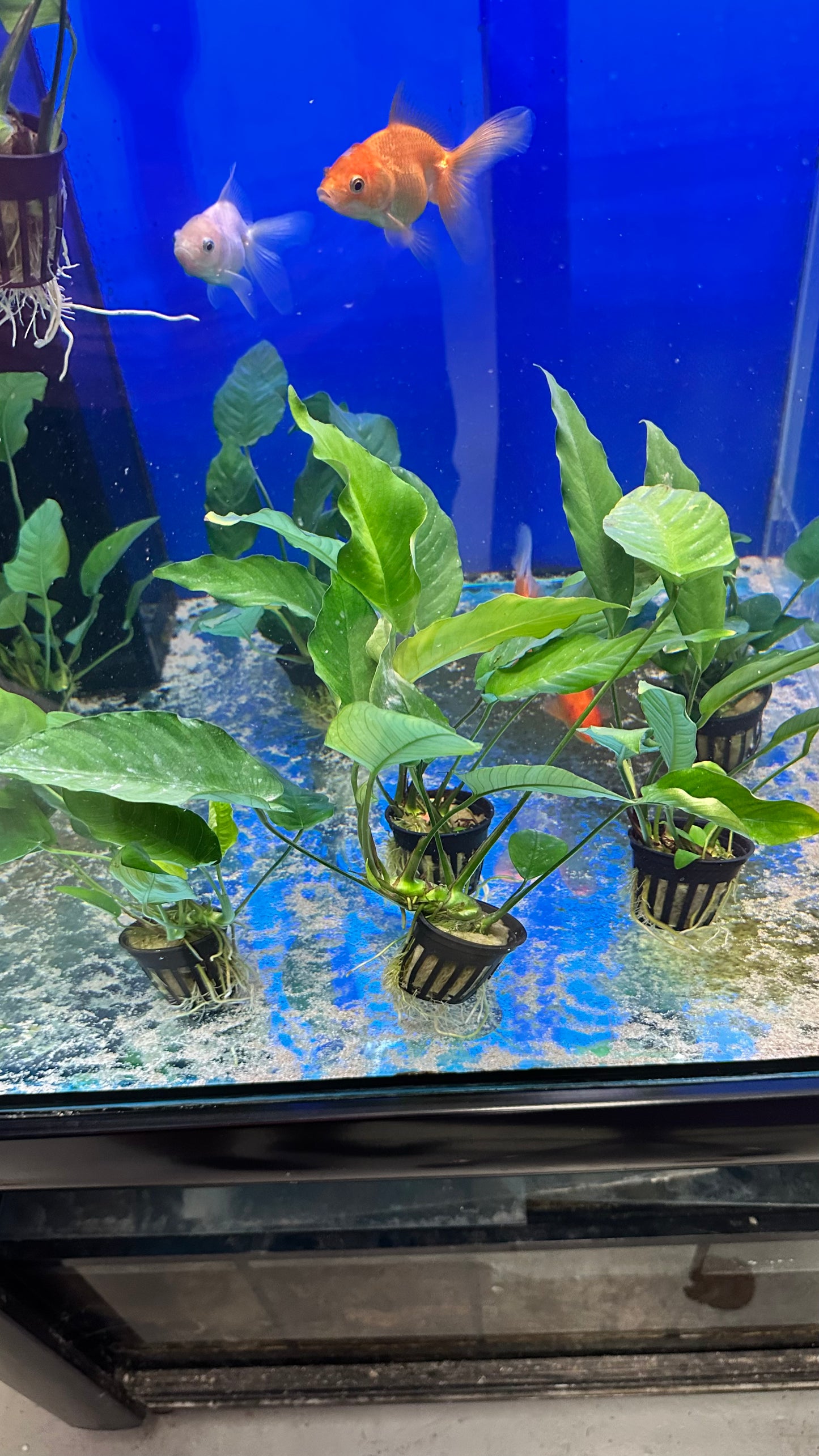 Live Plant Assorted Anubias 5cm pot