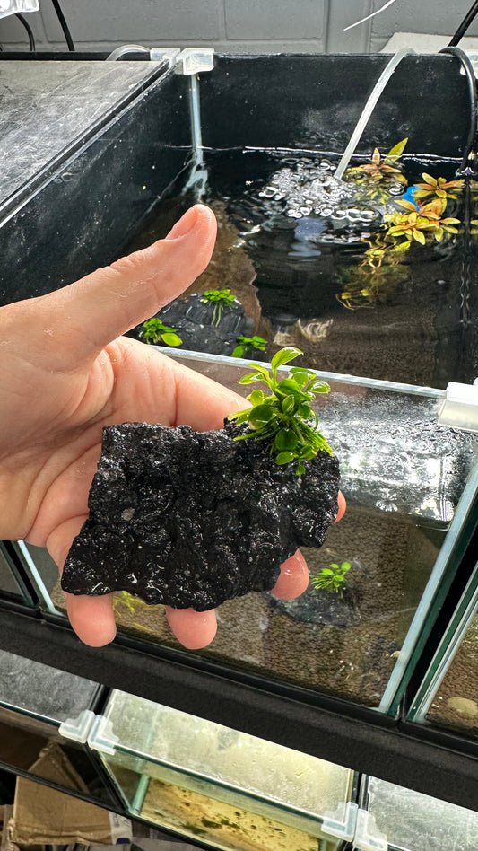 Live Plant Anubias Nana Petite Rock Creation - Medium