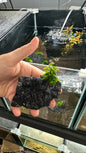 Live Plant Anubias Nana Petite Rock Creation - Medium