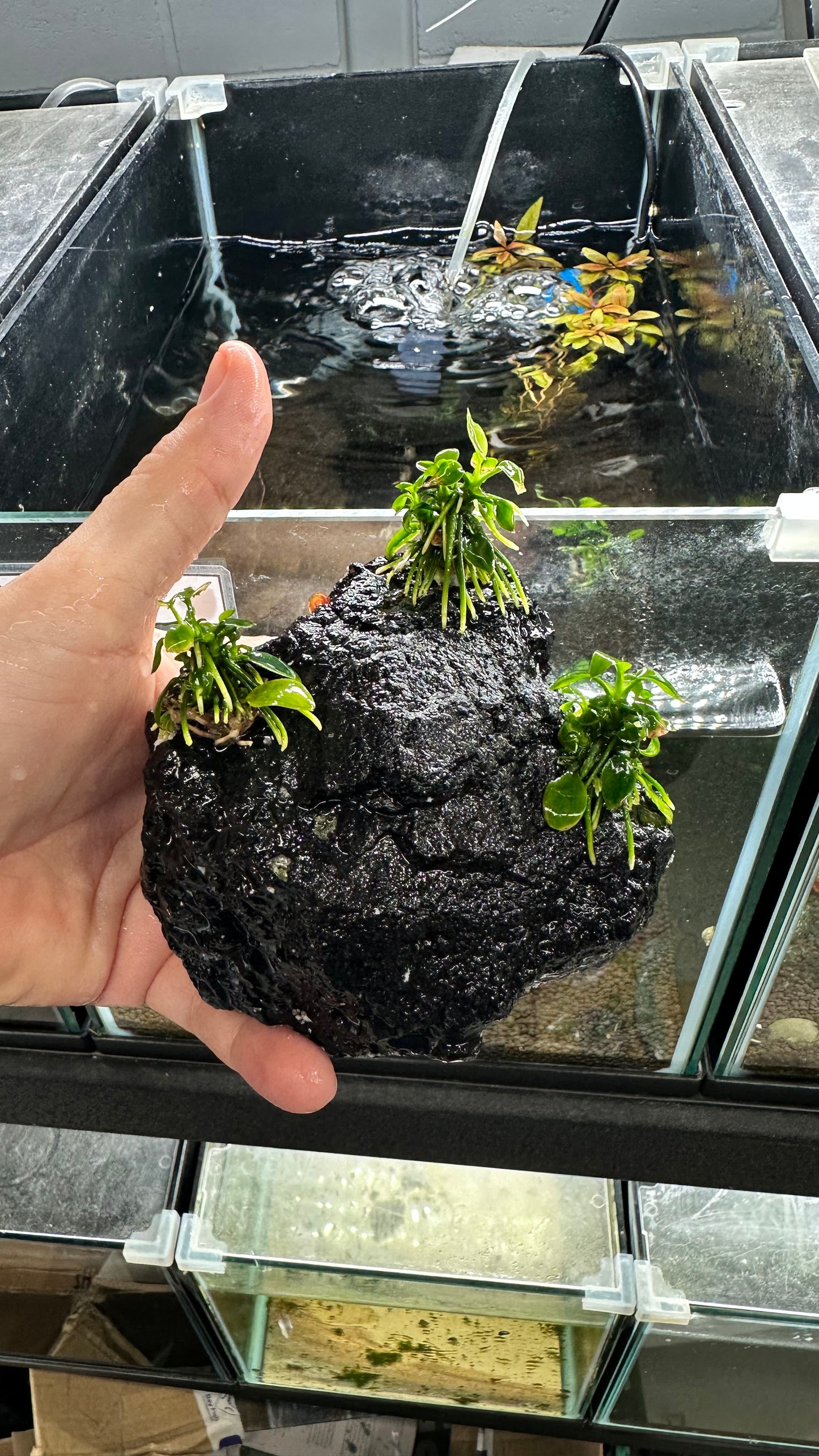 Live Plant Anubias Nana Petite Rock Creation - Large