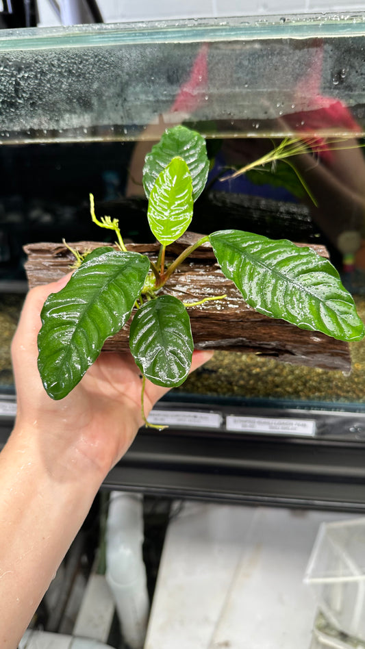 Live Plant Assorted Anubias Driftwood Creation - Medium