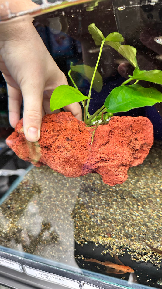 Live Plant Assorted Anubias Rock Creation - Large