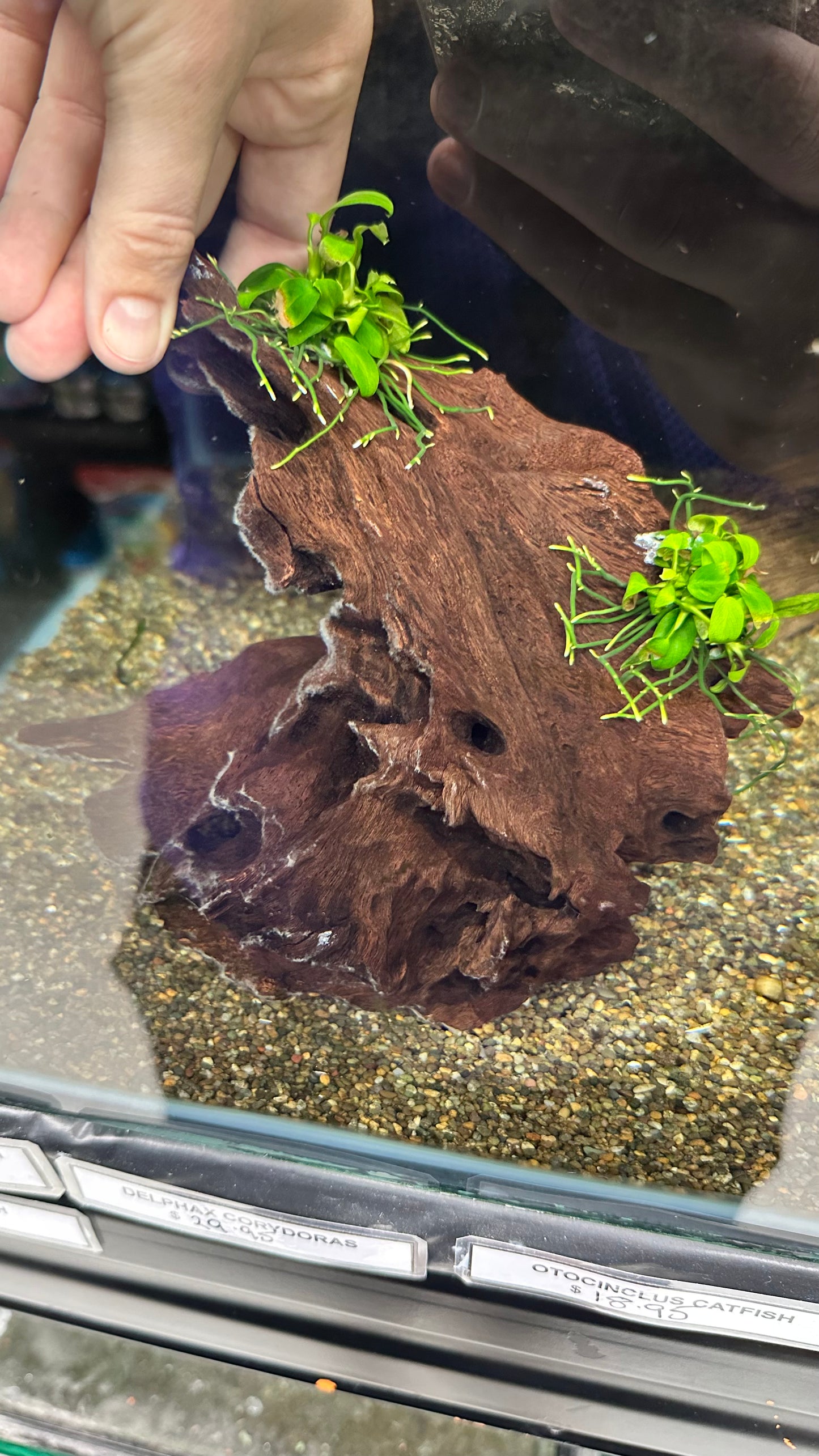 Live Plant Anubias Nana Petite Driftwood Creation - Large