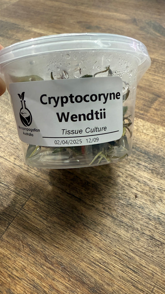 Live Plant Cryptocoryne Wendtii Tissue Culture Pot
