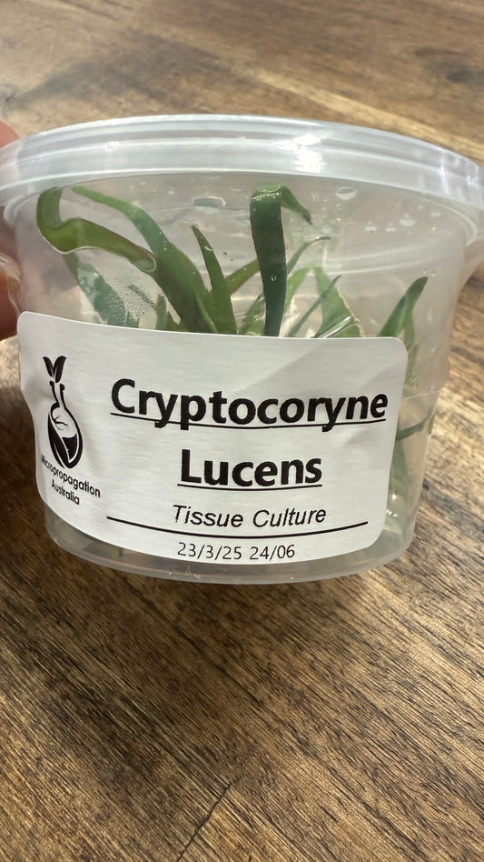 Live Plant Cryptocoryne Lucens Tissue Culture Pot