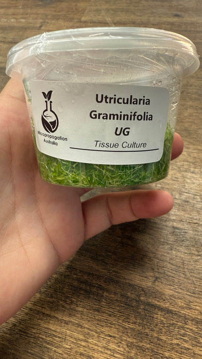 Live Plant Utricularia Graminifolia Tissue Culture
