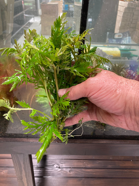 Live Plant Wisteria Bunch