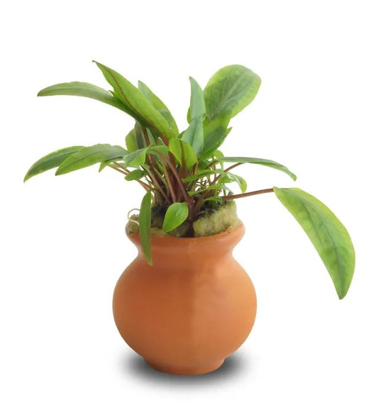 Live Plant Cryptocoryne Vase