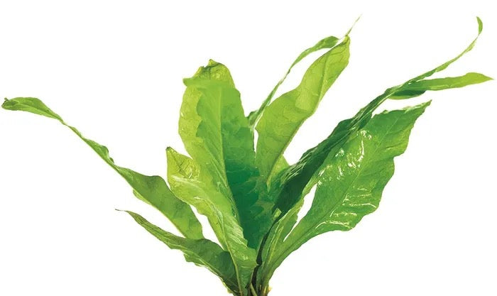 Live Plant Java Fern SMALL – Guppy's Aquarium Products