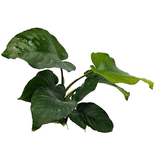 Live Plant Anubias Barteri 10-20cm