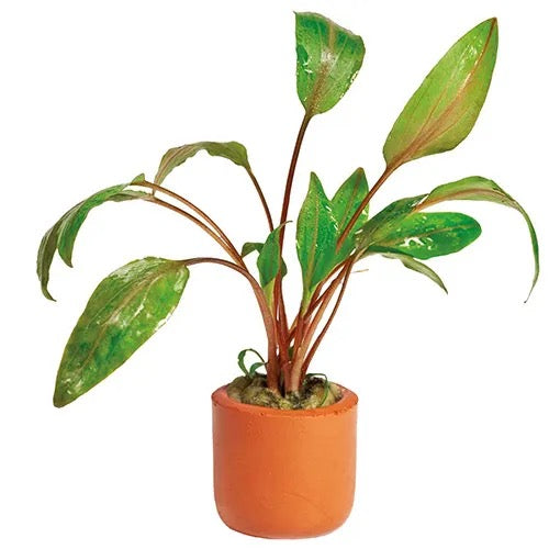 Live Plant Assorted Cryptocoryne Pots