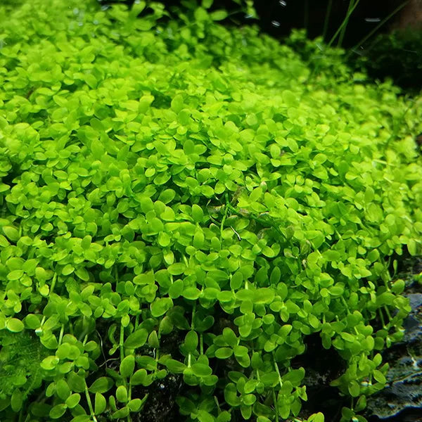 Live Plant Micranthemum Umbrosum 'Takashi Carpet' Tissue Culture