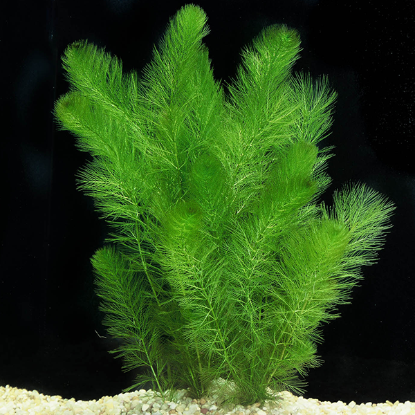 Live plant Myriophyllum simulans ‘Milfoil’