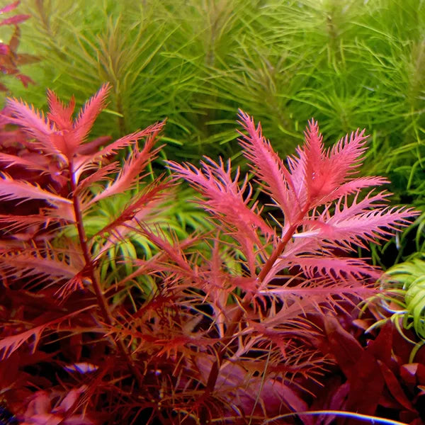 Live plant Proserpinaca palustris ‘Mermaid Weed’