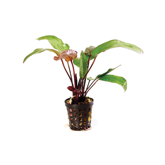 Live Plant Echinodorus 'Red Devil' 5cm pot