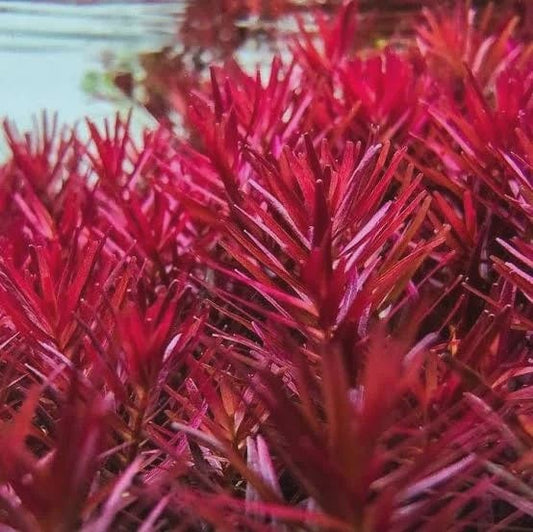 Live Plant Rotala Rotundifolia 'Colorata' Bunch