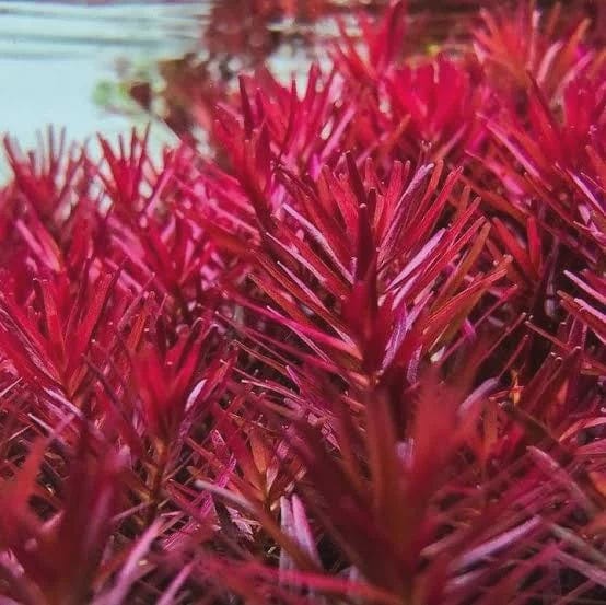 Live Plant Rotala Rotundifolia 'Blood Red'