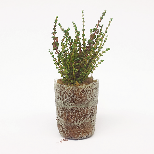 Live plant Rotala macrandra ‘Pearl’