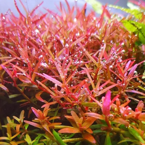 Live plant Rotala rotundifolia ‘Colorata’